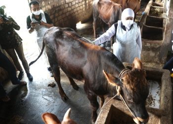 Cegah PMK Sapi Khofifah Minta Pasar Hewan Ditutup Sementara